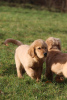 Photo №3. GOLDEN RETRIEVER- type américain, ligne américaine,. Pologne