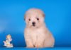 Photos supplémentaires: Maltipoo F1 chiots filles mini