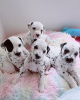 Photo №1. dalmatien - à vendre en ville de Senec | 350€ | Annonce №29252