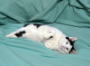 Photos supplémentaires: Un jeune chat très affectueux, Zucchini, cherche de toute urgence un foyer