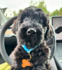 Photo №1. labradoodle - à vendre en ville de Düsseldorf | négocié | Annonce №105733