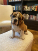 Photo №2 de l'annonce № 108330 de la vente bulldog anglais - acheter à Serbie 