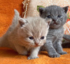 Photo №1. british shorthair - à vendre en ville de Sacramento | 246€ | Annonce № 83703