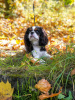 Photo №1. cavalier king charles spaniel - à vendre en ville de Мост | 288€ | Annonce №27774