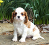 Photo №1. cavalier king charles spaniel - à vendre en ville de Штутгарт | Gratuit | Annonce №123920