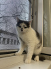 Photo №3. Elechka, une merveilleuse jeune chatte, est à la recherche d'un foyer et d'une. Biélorussie