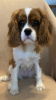 Photo №1. cavalier king charles spaniel - à vendre en ville de Москва | 1€ | Annonce №105775