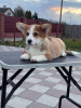 Photo №1. welsh corgi - à vendre en ville de Berlin | 1200€ | Annonce №42389