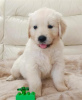 Photo №1. golden retriever - à vendre en ville de Varna | Gratuit | Annonce №83723