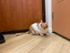 Photo №3. Le charmant chat roux Bonechka cherche un foyer et une famille aimante !. Biélorussie