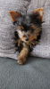 Photo №4. Je vais vendre yorkshire terrier en ville de Дрезден. annonce privée - prix - 265€