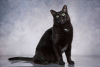 Photo №3. Le merveilleux chat Panteley cherche un foyer.. Fédération de Russie