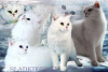 Photo №1. british shorthair - à vendre en ville de New york | négocié | Annonce № 33542