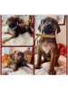 Photo №2 de l'annonce № 30906 de la vente chien de rhodésie à crête dorsale - acheter à Suisse annonce privée