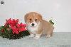 Photo №3. Beaux chiots Corgi 1 (281) 698-7719. USA