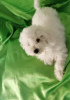 Photo №3. Bichon frisé, de beaux chiots. Serbie