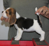 Photo №1. beagle - à vendre en ville de Munich | 360€ | Annonce №120606