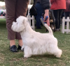 Photos supplémentaires: Meilleurs chiots West Highland White Terrier à vendre