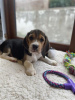 Photo №1. beagle - à vendre en ville de Phoenix | négocié | Annonce №127718