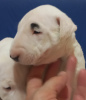 Photo №4. Je vais vendre bull terrier en ville de Бачка-Паланка. éleveur - prix - négocié