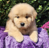 Photo №4. Je vais vendre golden retriever en ville de Texas City. annonce privée, éleveur - prix - 473€