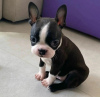 Photo №3. Sprzedam Urocze Szczeniaki Boston Terrier. Pologne