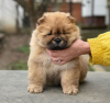 Photo №2 de l'annonce № 90338 de la vente chow-chow - acheter à Allemagne annonce privée