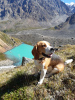 Photo №4. Accouplement beagle en Fédération de Russie. Annonce № 7922