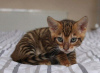 Photo №3. Superbes chatons Toyger Business WhatsApp 37256062792. Belgique