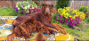 Photo №3. Doberman BEAUX chiots. Serbie