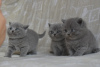 Photo №1. british shorthair - à vendre en ville de Mitilini | négocié | Annonce № 11505