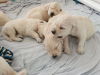 Photos supplémentaires: Chiots Golden Retriever de lignée Champion disponibles maintenant à la vente