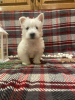 Photo №3. Chiots West Highland Terrier à vendre. Allemagne