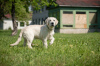 Photo №1. golden retriever - à vendre en ville de Narva | 1200€ | Annonce №56421