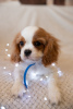 Photo №1. cavalier king charles spaniel - à vendre en ville de Prague | 1800€ | Annonce №43858