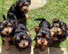 Photo №3. Teacup Yorkshire Terrier Puppy en adoption gratuite. Allemagne