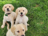 Photo №1. golden retriever - à vendre en ville de Антверпен | Gratuit | Annonce №109605