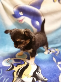 Photos supplémentaires: Chihuahua fille en vente!