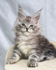 Photo №2 de l'annonce № 115127 de la vente maine coon - acheter à Allemagne 