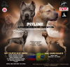 Photo №1. american pit bull terrier - à vendre en ville de Ulyanovsk | 616€ | Annonce №84673