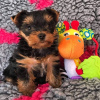 Photo №1. yorkshire terrier - à vendre en ville de Aalter | 400€ | Annonce №96322