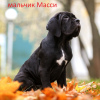 Photo №3. Chiots Cane Corso italien. Biélorussie