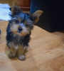 Photo №1. yorkshire terrier - à vendre en ville de Tbilissi | 473€ | Annonce №97089