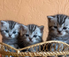 Photo №3. La réservation est ouverte pour les chatons écossais, couleur SFS 71 n22. Biélorussie