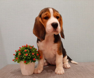 Photo №4. Je vais vendre beagle en ville de Cherepovets. éleveur - prix - 395€