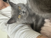 Photo №1. british shorthair - à vendre en ville de Munich | négocié | Annonce № 74427