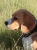 Photo №2 de l'annonce № 13293 de la vente beagle - acheter à Fédération de Russie annonce privée