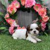 Photo №1. shih tzu - à vendre en ville de Richmond | 331€ | Annonce №42825