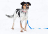 Photo №2 de l'annonce № 32617 de la vente chien bâtard - acheter à Fédération de Russie annonce privée
