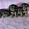 Photo №1. yorkshire terrier - à vendre en ville de Londres | 300€ | Annonce №78372